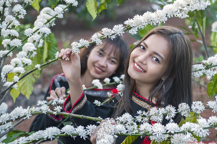 Loài hoa ''của tết'' trên cánh rừng Tây Nguyên
